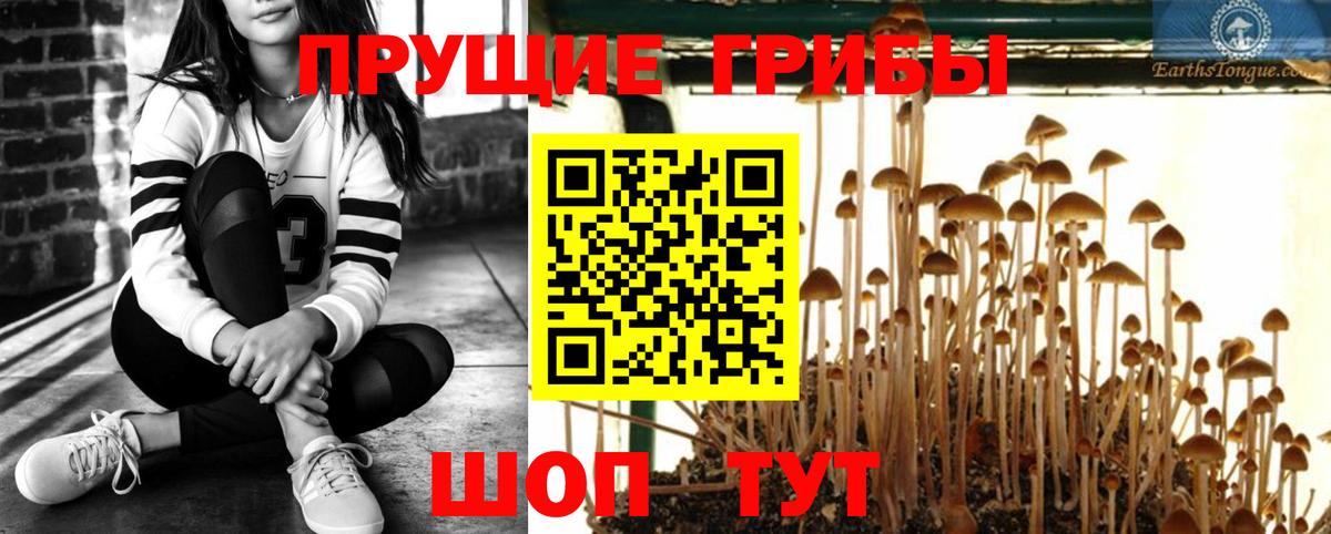 Мурино  Псилоцибиновые грибы MAGIC MUSHROOMS  купить  сайты  Вход с VPN 